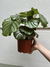 CALATHEA ORBIFOLIA - comprar online