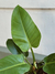 FILODENDRON IMPERIAL GREEN - comprar online