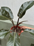 FILODENDRON IMPERIAL RED - comprar online