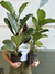 FICUS PANDURATA - comprar online