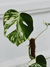 MONSTERA DELICIOSA VARIEGADA - comprar online