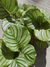 CALATHEA ORBIFOLIA - Atelier Botánico | Plantas y cosas lindas