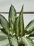 AGLAONEMA BAHIA - comprar online