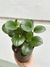 PEPEROMIA VERDE