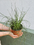 JUNCUS EFFUSUS “spiralis” - comprar online