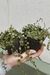 PEPEROMIA PROSTRATA - comprar online