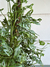 MONSTERA ADANSONII XG - Atelier Botánico | Plantas y cosas lindas