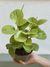 PEPEROMIA LEMON