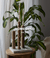 Banner de Atelier Botánico | Plantas y cosas lindas
