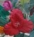 109F - Tulipa Silvestre - Frisadores em Resina - Drisol Artes