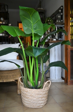 Planta Artificial Curcuma 120 Cm