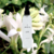 Tuberose & Gardenia | Body Mist