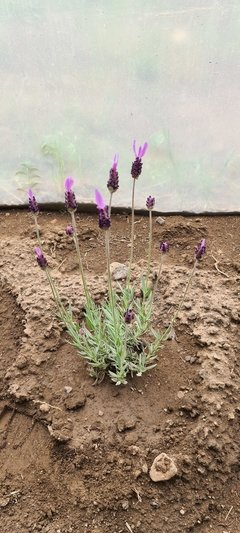 Semillas agroecológicas de Lavanda Stoechas