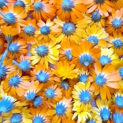 Flores de Calendula - Lavandas del Limay - Patagonia Argentina Tienda OnLine 