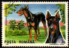 00928 Romênia 3873 Exposição canina Cães Cachorro U (b)