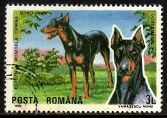 00928 Romênia 3873 Exposição canina Cães Cachorro U (c)