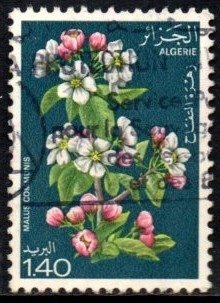 09361 Argélia 682 Flores Diversas U (a)