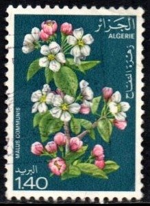 09361 Argélia 682 Flores Diversas U (b)