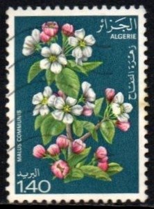 09361 Argélia 682 Flores Diversas U (d)