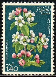 13620 Argélia 682 Flores U (a)