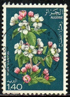 13620 Argélia 682 Flores U (b)