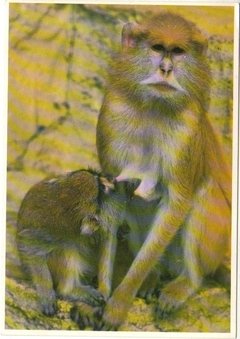 17406 Holanda Cartão Postal Macaco Não Circulado