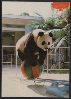 19106 China Cartão Postal Urso Panda brincando com a bola Novo