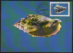 Brasil Máximo Postal 050 Moluscos Vasum 1977