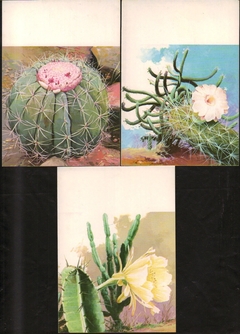 Brasil Máximo Postal 082 / 084 Flora Brasileira Flores Novos 1983
