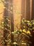 Dupla de Quadros Floresta Americana com Moldura 100x150cm - Juliana Baczynski Iluminação Decorativa