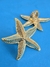 Anel estrela grande modelo 1 GOLD - Concha do Mar Store