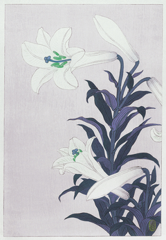 Iris Lilac