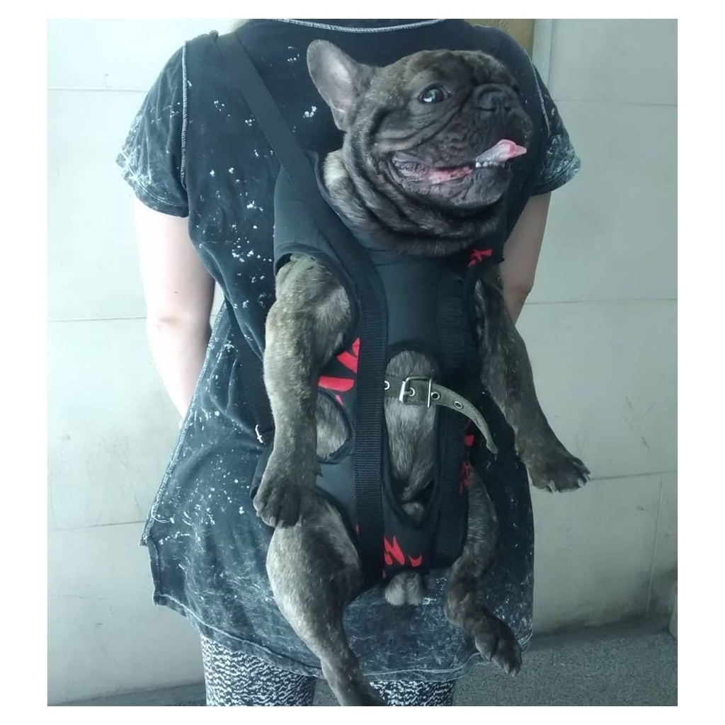 Mochila Mochi Chunis Arnes Perro Moto Y Bici Xl Especial 5 5 A 8kl