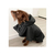 Impermeable Piloto Scott Lavarropa Cocooning Perros Xl en internet