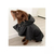 Piloto Scott Lavarropa Cocooning Impermeable Perros Xxxl en internet