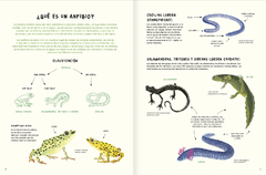 Imagen de Agua y tierra, anfibios y reptiles de América - Marty Crump, Andy charrier y Loreto Salinas