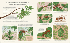 Con calma. 50 historias de la naturaleza - Rachel Williams y Freya Hartas - comprar online