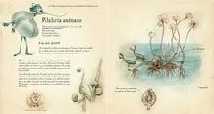 El herbario de las hadas - Benjamin Lacombe y Sébastien Perez - comprar online