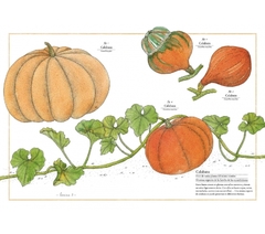 Inventario ilustrado de frutas y verduras - Virginie Aladjidi - comprar online