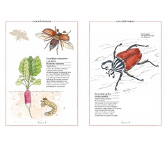 Inventario ilustrado de insectos - Aladjidi - comprar online