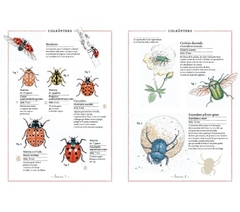Inventario ilustrado de insectos - Aladjidi en internet