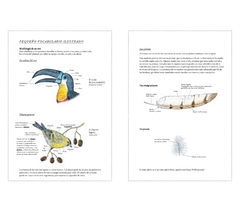 Inventario ilustrado de aves - Virginie Aladjidi - comprar online