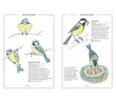 Inventario ilustrado de aves - Virginie Aladjidi en internet