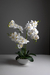 Orquídea de 5 varas en bowl de porcelana - comprar online