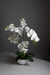 Orquídea de 5 varas en bowl de porcelana