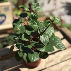 PEPEROMIA RUBELLA DISCIPLINADA