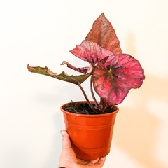 BEGONIA REX en internet