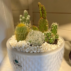 DÚO MACETA PLANETAS + cactus - comprar online