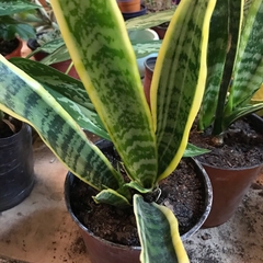 SANSEVIERIA TRIFASCIATA