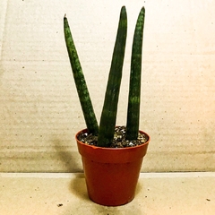 Sansevieria Cilíndrica - comprar online